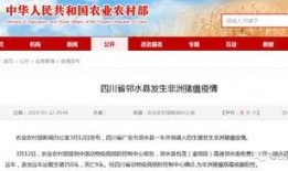 猪价最新爆料新闻网站,最新爆料揭示市场动态与养殖户困境